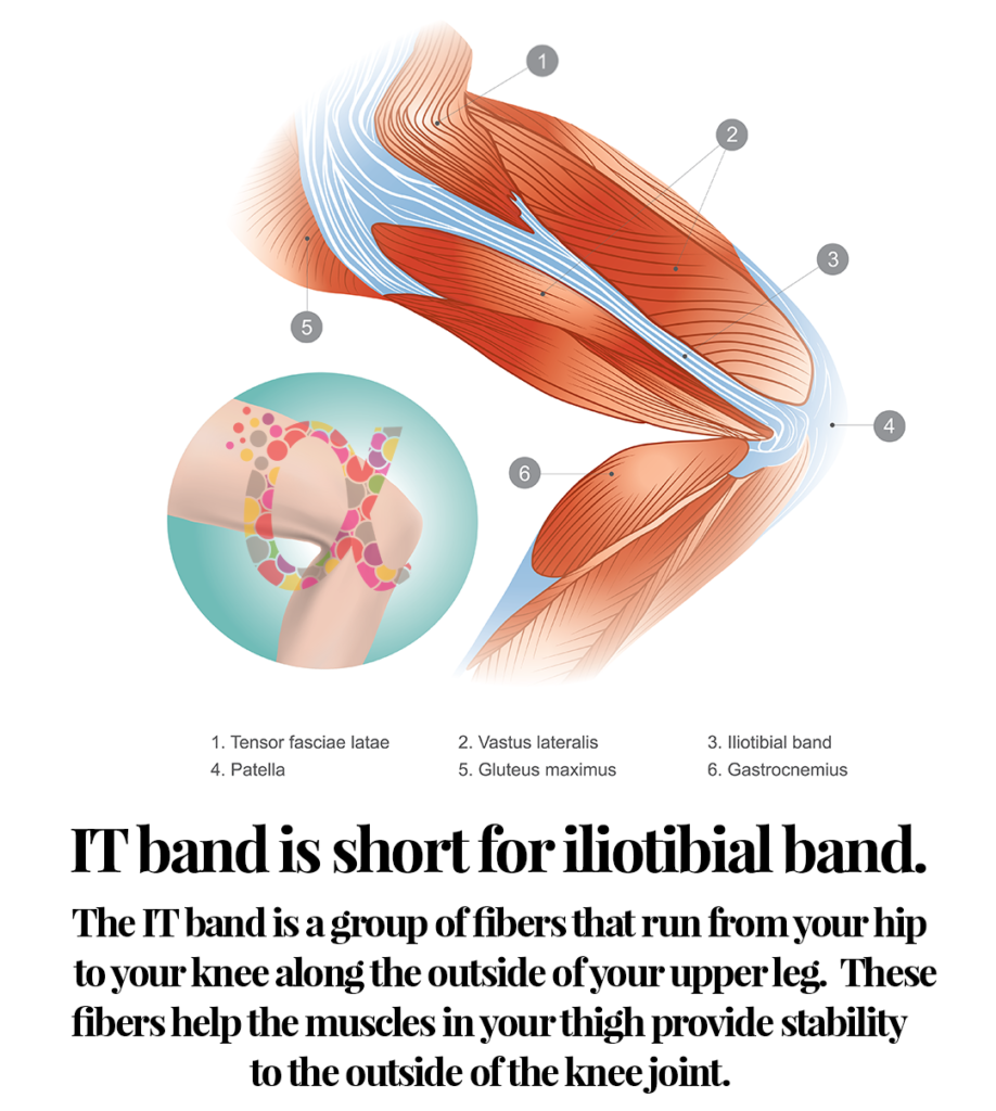 IT band is short for iliotibial band. The IT band is a group of fibers that run from your hip to your knee along the outside of your upper leg.  These fibers help the muscles in your thigh provide stability to the outside of the knee joint.