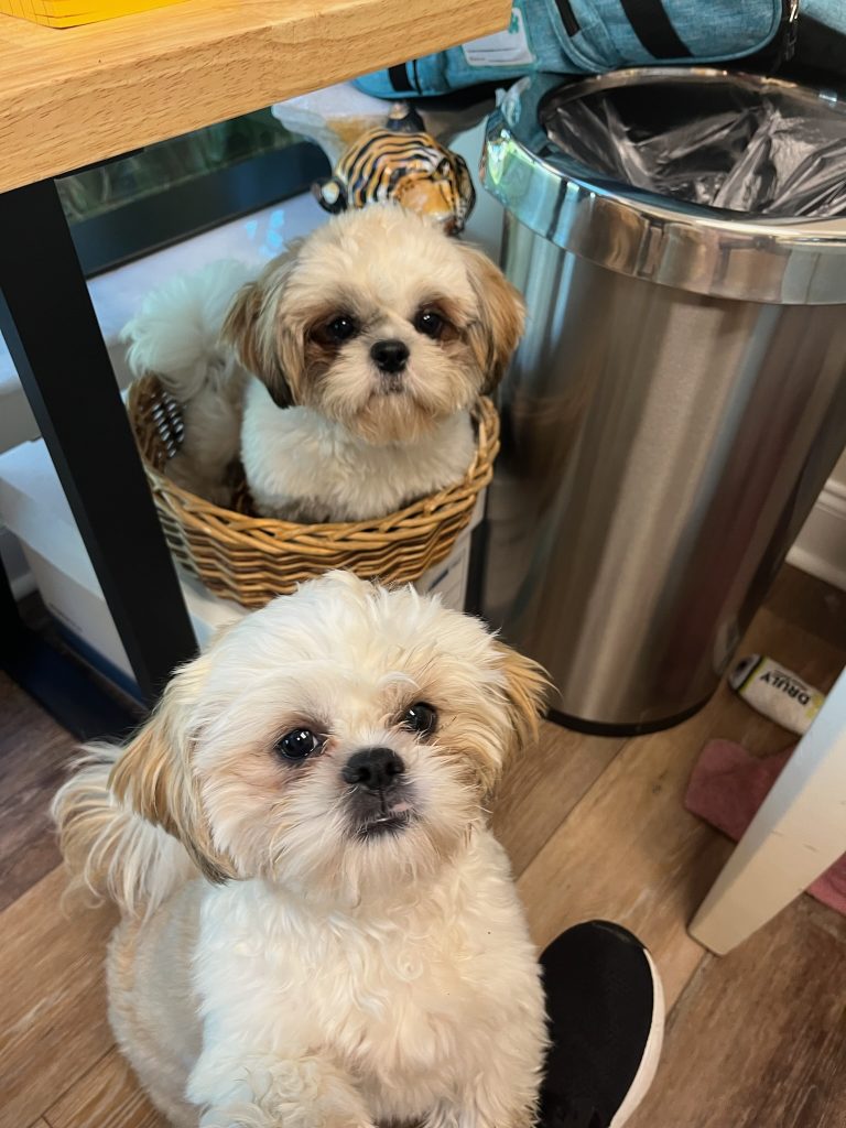 Wally and Wesley, the Advanced Wellness Solution Shih Tzu brothers.